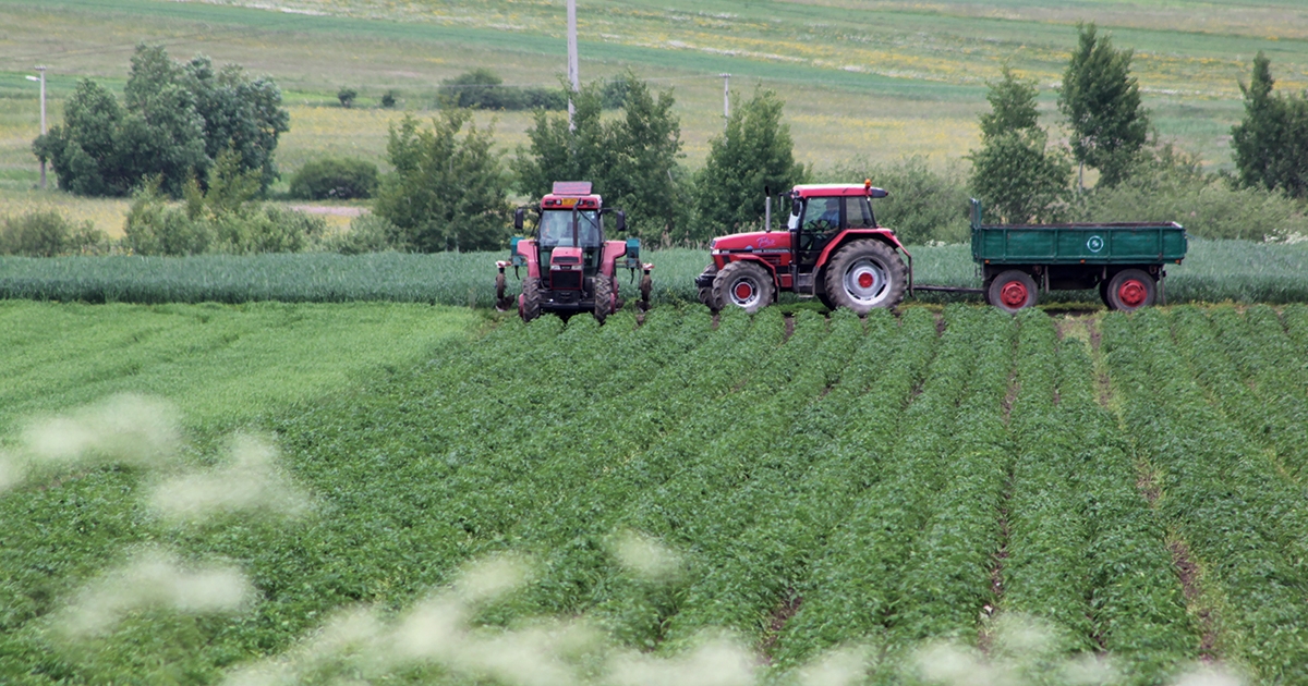 Mit használjunk  növényvédő szerek helyett?